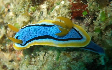 nudibranch